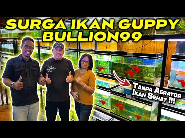 Surganya Ikan Guppy Berkualitas ada di Sini !!! Bullion99