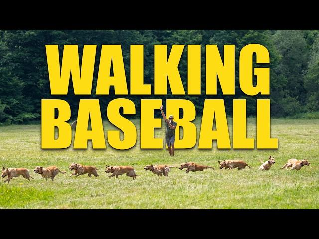 The Walking Baseball Drill for Retriever Training