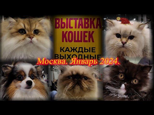 Выставка-продажа "КоШарики". Москва. ВДНХ.  Январь 2024.