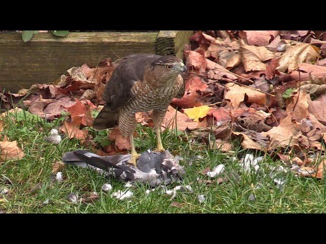 Hawk Kills, Plucks, & Eats Pigeon