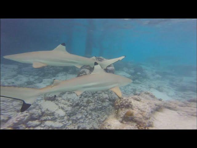 Surprise Shark Encounter in The Maldives