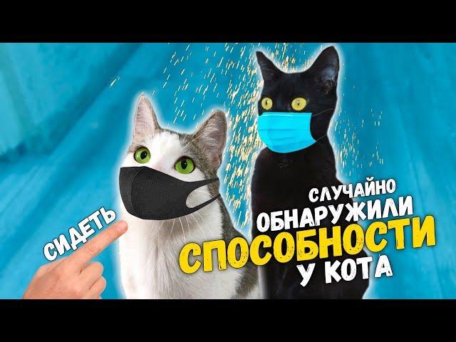 Чем мы занимаемся на карантине? Обнаружили способности у кота. Приколы с животными / SANI vlog