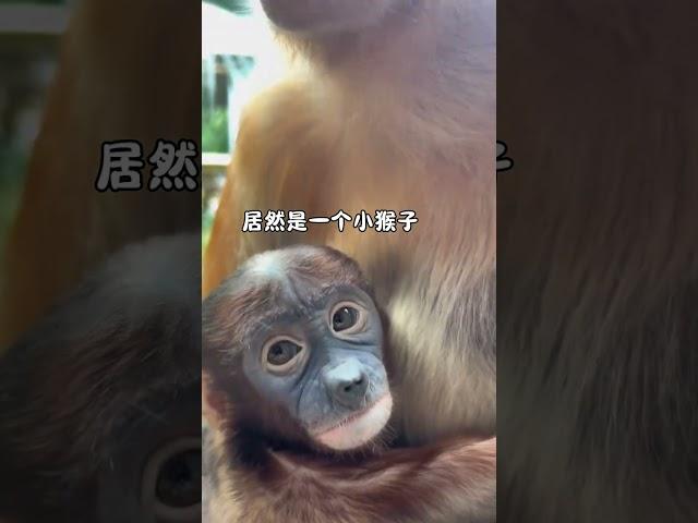 Have you guys ever seen a little monkey like this #Changlong Proboscis Monkey #original video #cute