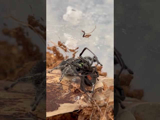 Jumping spider vs Black Widow!#bugs #nature #insects #insectlovers #bugwars #blackwidow