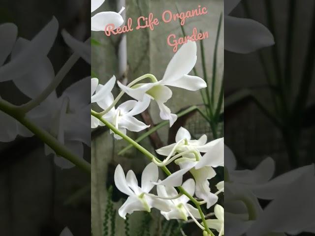 enjoy #orchids #reallifeorganicgarden #visitsrilanka #happierlifestyle #reallife #srilanka