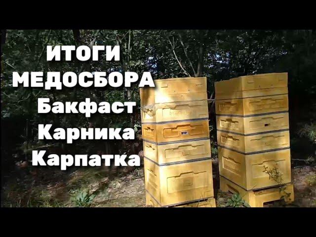 ИТОГИ МЕДОСБОРА Бакфаст Карника Карпатка