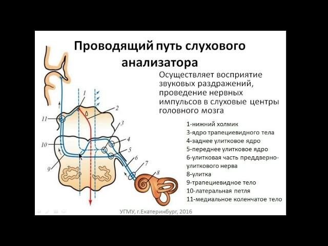 Проводящие пути анализаторов