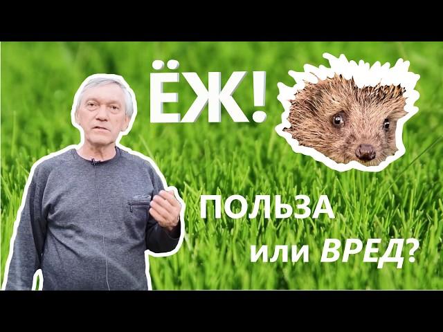 Ёж - польза или вред?