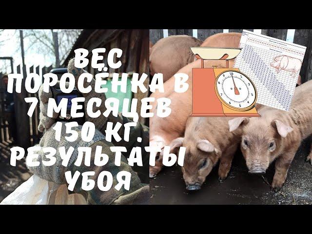 Результаты забоя домашней свиньи. Боровки Дюрок 7 месяцев. Информация о предстоящем опоросе.