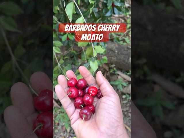 Barbados cherry mojito | #mojito #juice #barbadoscherry #cherry #katchisera