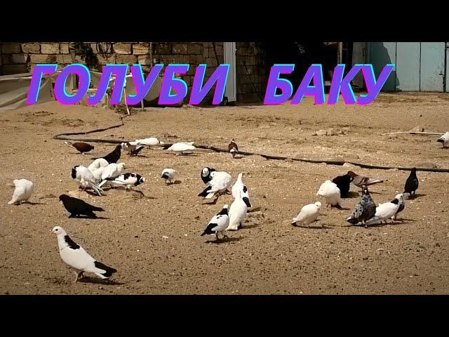 Бакинские голуби Джалилова Теймура в Баку!