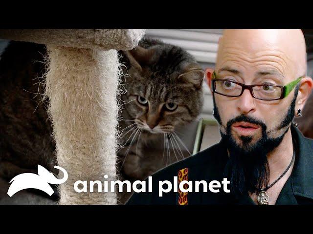 Cat Siblings Pancake and Lobster Can't Stand Each Other | My Cat From Hell | Animal Planet