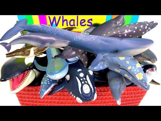 Awesome Sea Animals - Orca, Blue Whale, Grey Whale, Sperm Whale, Humpback Whale, Killer Whale 13+