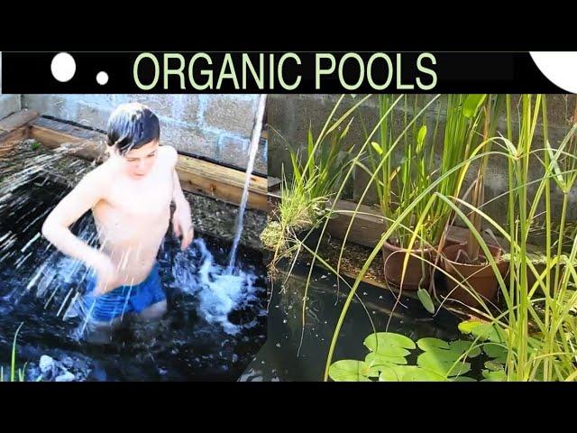 I Made a Tiny, TINY Natural Swimming Pool - Here's How