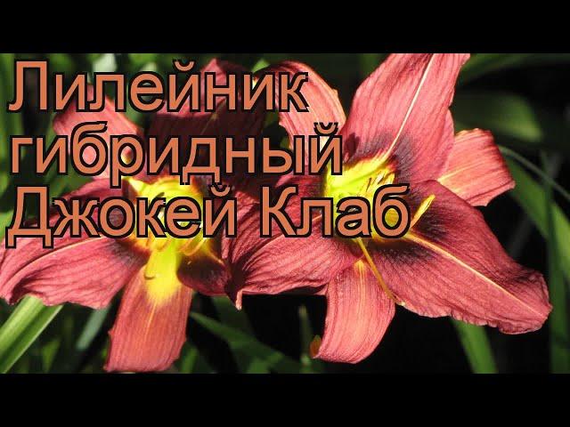 Лилейник гибридный Джокей Клаб (hemerocallis)  обзор: как сажать, рассада лилейника Джокей Клаб