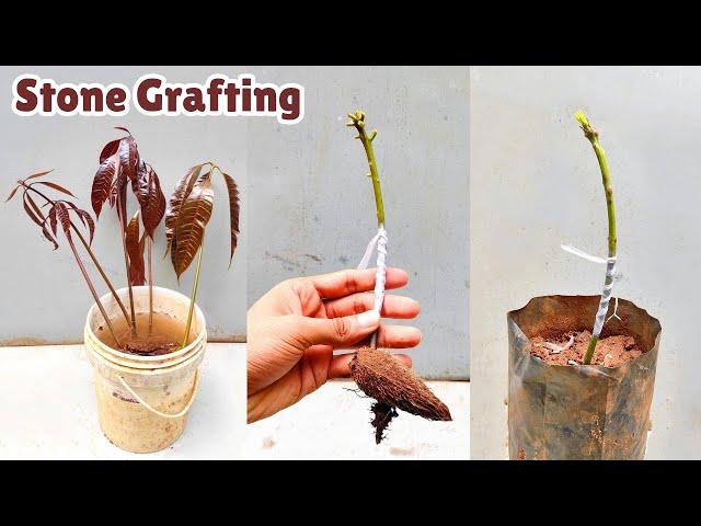 Stone grafting on mango tree | mango grafting easy technique | #stone_grafting