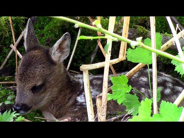 Косулёнок и заботливая мама. Голос (лай) косули европейской || Roe deer baby