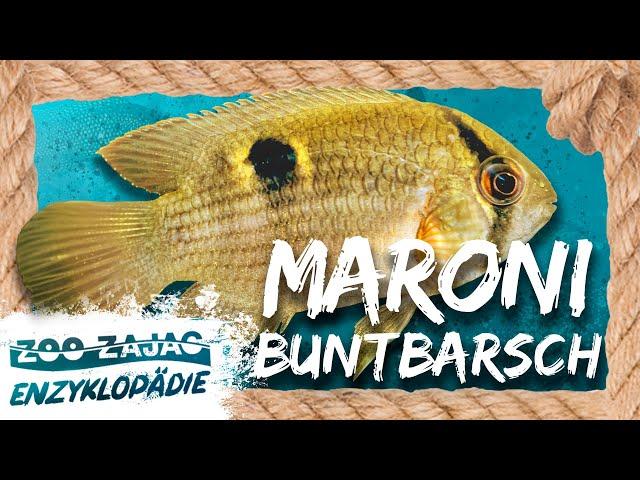 MARONIBUNTBARSCH | FISCHENZYKLOPÄDIE | Zoo Zajac