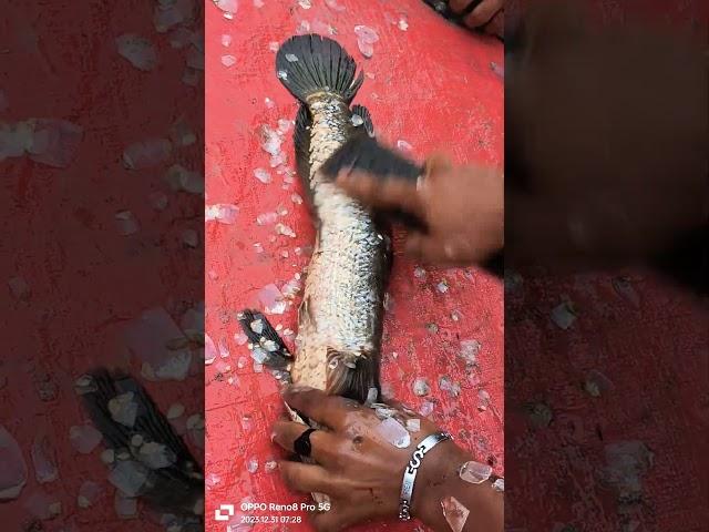 Amazing Sola Fish Cleaning Skills #shortvideo #shorts