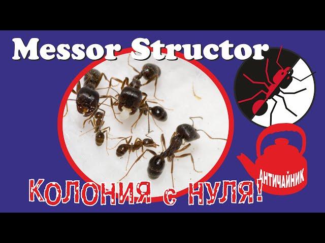 Муравьи Messor Structor. Колония с нуля! Античайник.