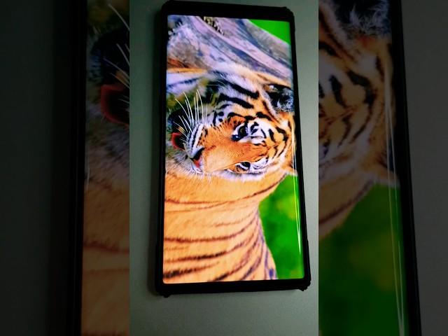 Samsung Galaxy Note 10 Plus Amoled Display  #shortsfeed #techtonics