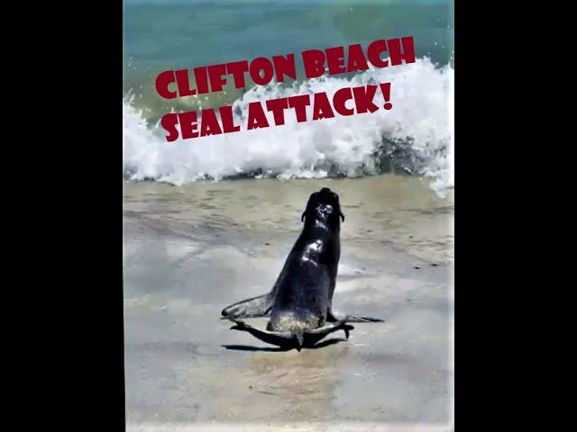 Clifton Beach Seal Attack!