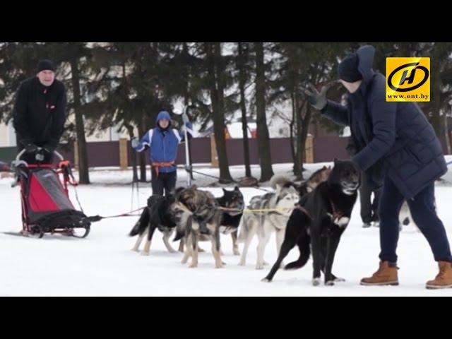 Клуб северных ездовых собак в Беларуси это не только гонки