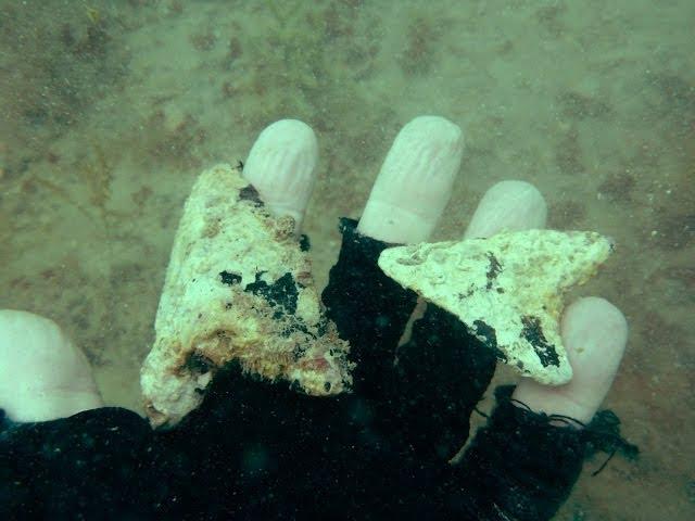 Megalodon Shark Tooth Diving off Venice Beach with Aristakat Charters