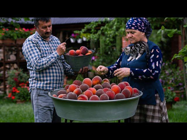  Peaches Harvesting and Making Natural Juice for Winter ️