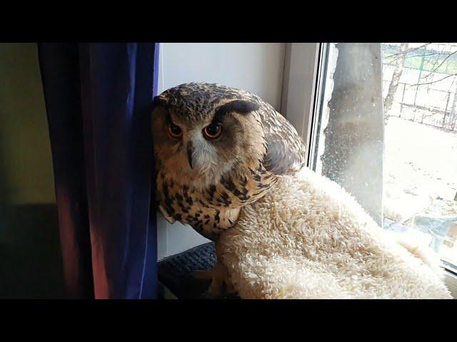 Eagle owl receives guests from St. Petersburg