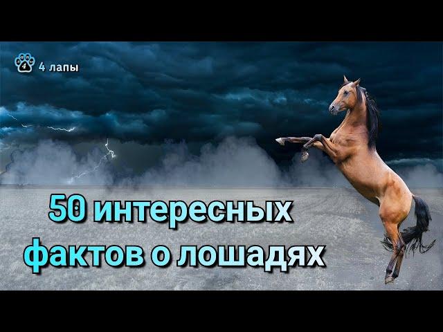 50 интересных фактов о лошадях