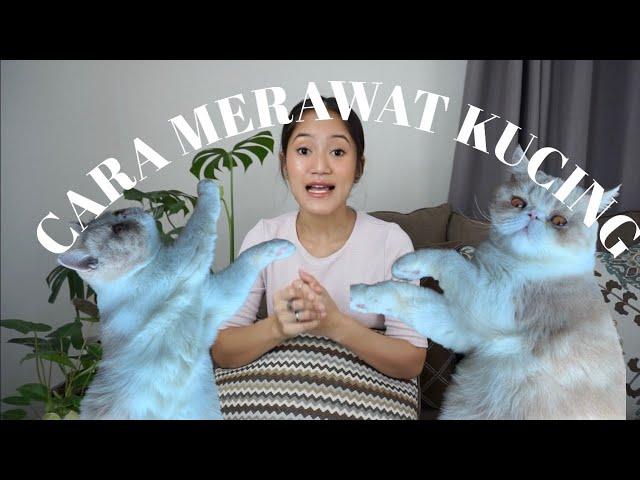 PEMULA WAJIB TAU INI! : CARA MERAWAT KUCING OLEH DOKTER HEWAN