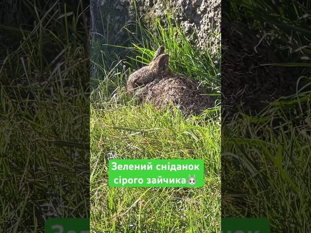 Зелений сніданок сірого зайчика