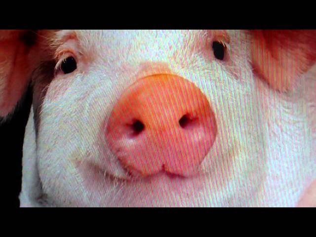Piginator