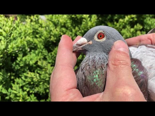 „Vale Beer“, Original Stefaan Lambrechts, breeder at www.mvn-pigeons.com