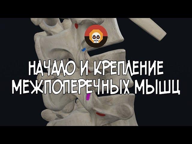 Начало и крепление межпоперечных мышц 3D Анатомия