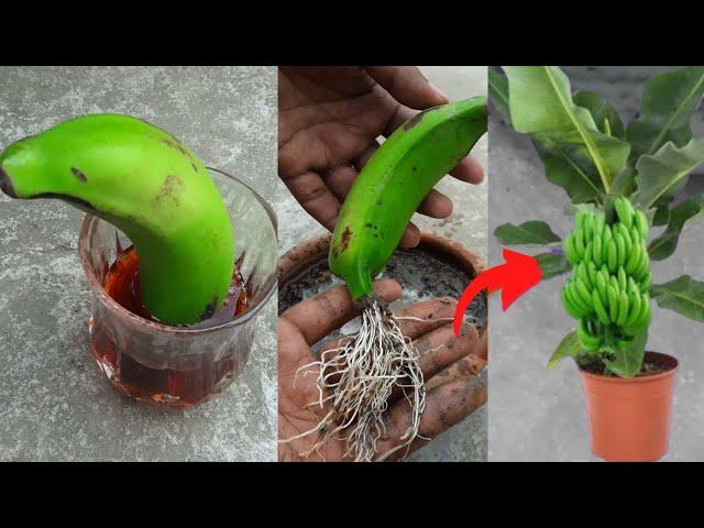 Grow banana tree from banana 