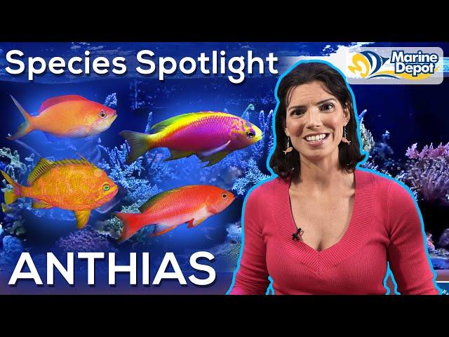 Species Spotlight: ANTHIAS | With Hilary, Marine Biologist of WaterLogged