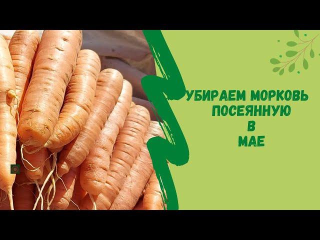 Убираем морковь посеянную в мае месяце