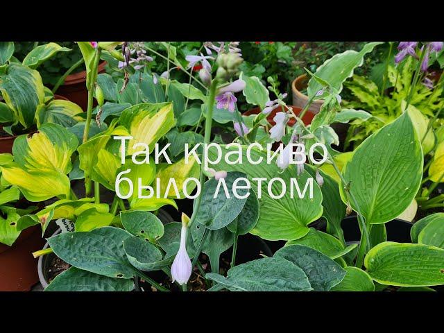 Хосты в июле. Цветение. #julia_i_sad  #hosta #collection #2024 #garden #plants #цветы #bayern #сад