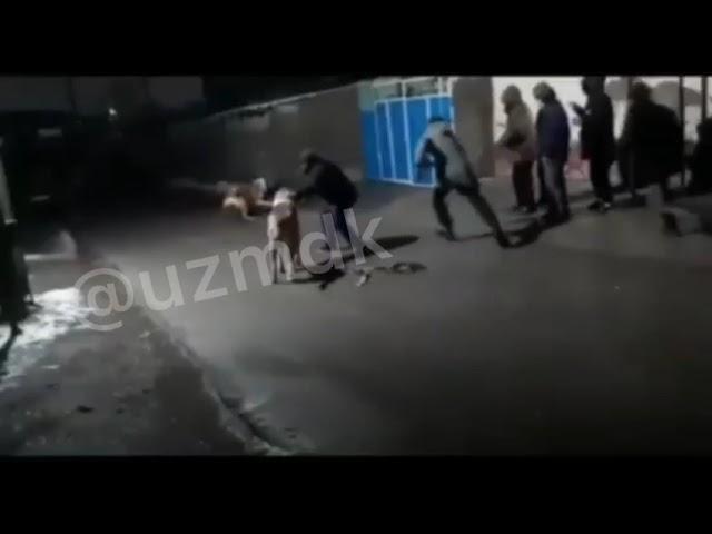 Собачьи бои. Dog fights. Uzbekistan.