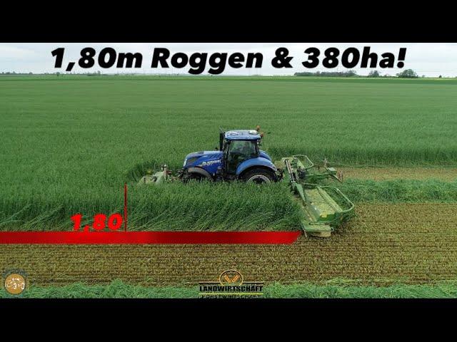 1,80m Roggen & 380ha! NEW HOLLAND mit Krone Mähkombination Ganzpflanzensilage Roggen mähen 2023