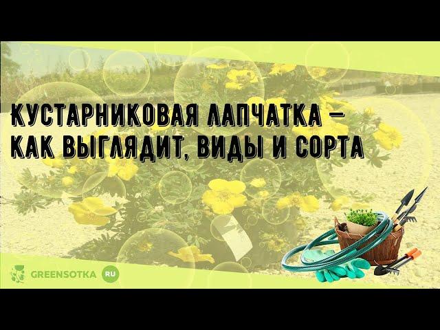 Кустарниковая лапчатка — как выглядит, виды и сорта