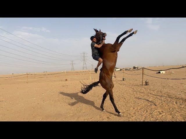 اكشن الجزء الثاني مع الحصان جبار 