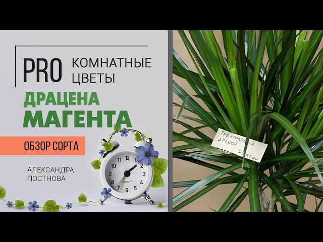 Драцена Магента большая или маленькая - купить большую или вырастить самому? Давайте разберемся)