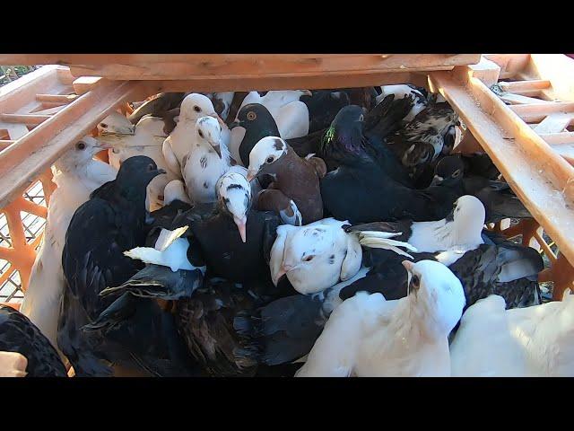 I Bought over 100 Pigeons at an Auction!!! (Great Deals)