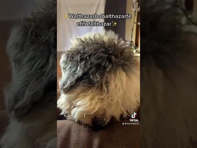 #dogsoftiktok