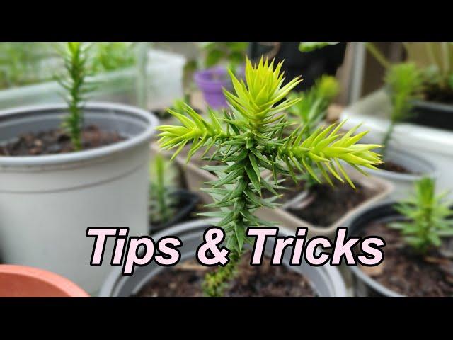 USEFUL Tips and Tricks on Growing Monkey Puzzle Trees