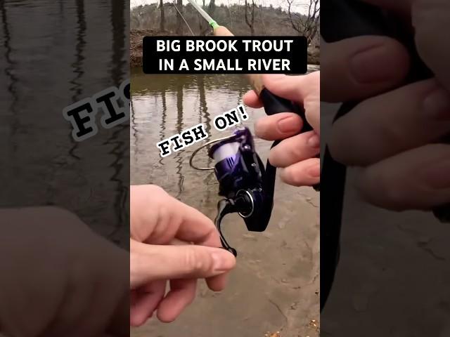 BIG trout in a SMALL River! #fishing #trout #troutfishing