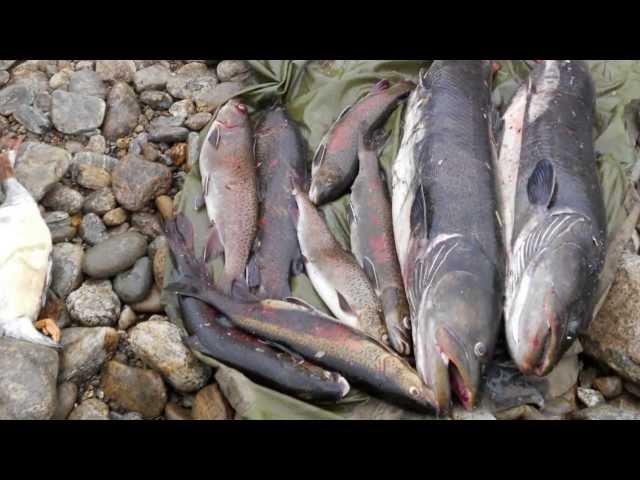 Рыбалка в Якутии. Ловля тайменя. Fishing in Yakutia. Якутия.Сибирь.GoldenAldan.ru